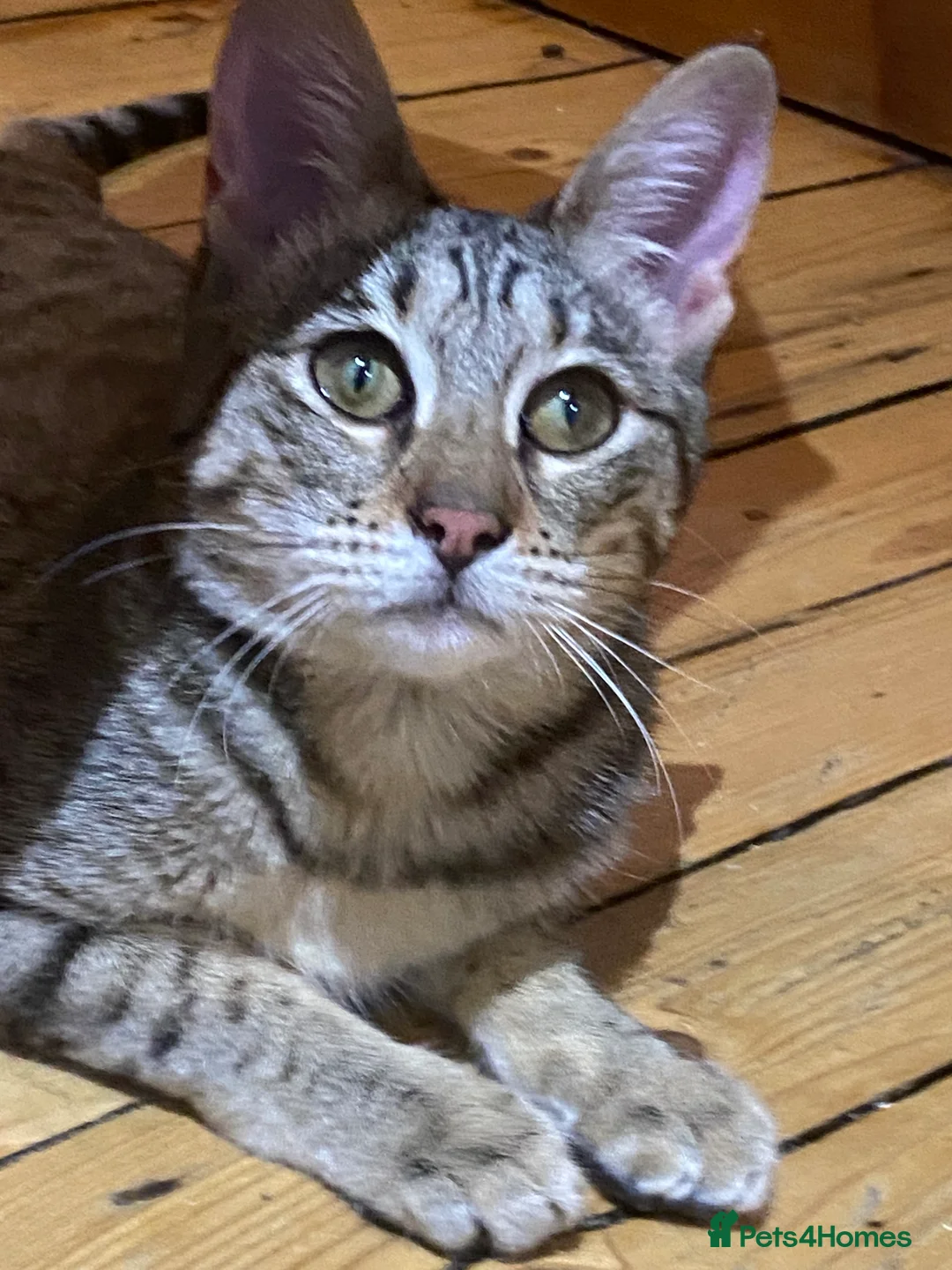 Savannah cats for sale: PDGREE BROWN SPOT  LOVIN SAVANNAH GIRL F5SBT - Advert 2