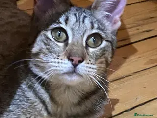 Savannah cats PDGREE BROWN SPOT LOVIN SAVANNAH GIRL F5SBT - Advert 1