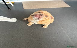 English Bulldog dogs for sale: pepper - Image 2