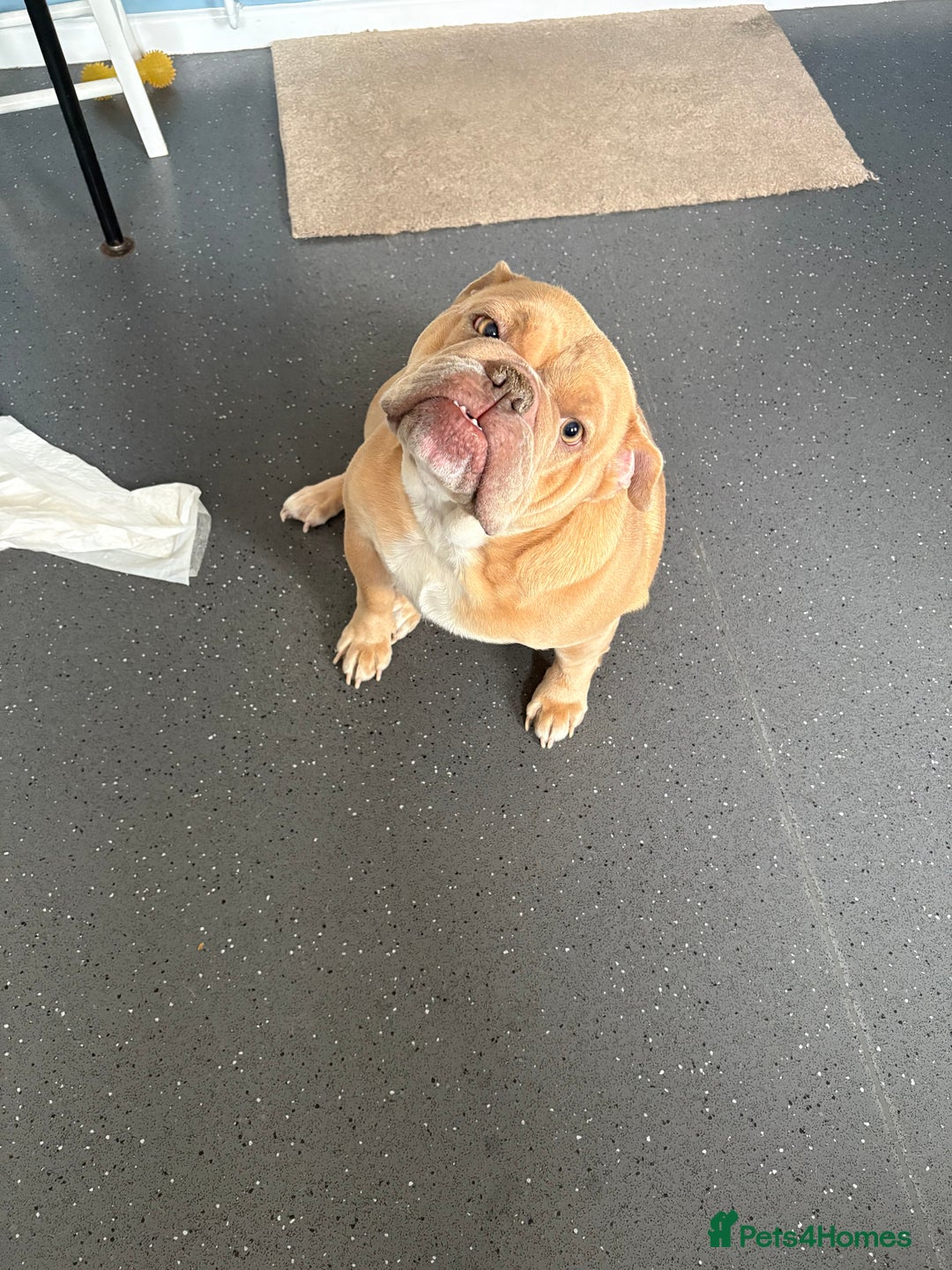 English Bulldog dogs for sale: pepper - Image 2
