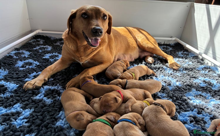 Labrador Retriever dogs - Advert 16
