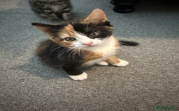 Mixed Breed cats for sale: 1 female tabby & 1 female calico  - Image 3