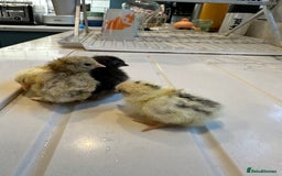 Chickens poultry for sale: Serama x silkie chicks ultra soft, fluffy and tiny - Image 10