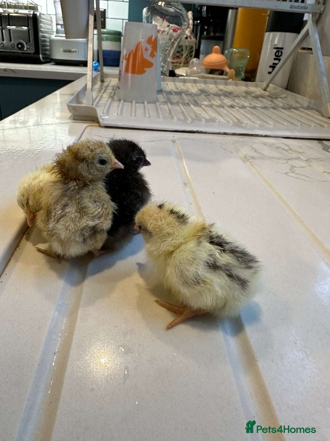 Chickens poultry for sale: Serama x silkie chicks ultra soft, fluffy and tiny - Image 10