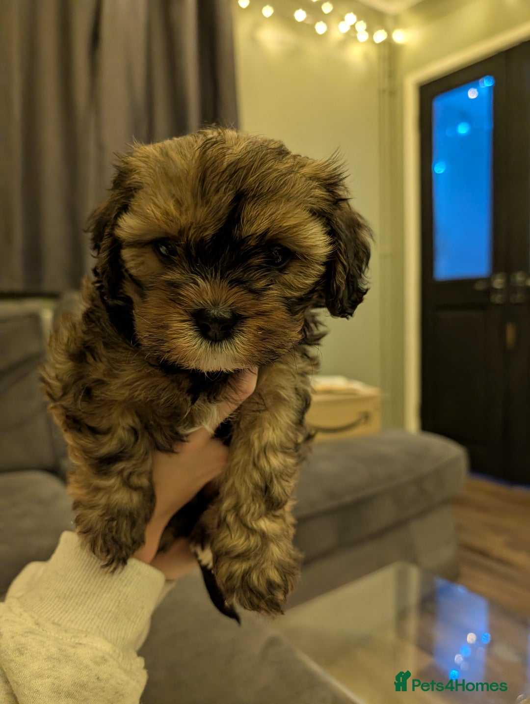 Mixed Breed dogs for sale: Beautiful cross Shih Tzu puppies  - Advert 11