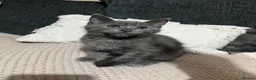 Mixed Breed cats for sale: Beautiful Grey kittens looking for a home  - Advert 5