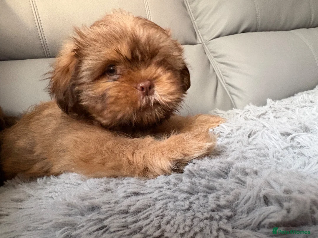 Shih Tzu dogs for sale: Stunning Shih Tzu puppies  - Advert 1