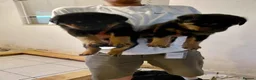 Rottweiler dogs for sale: 🥾🥾Smiling and playful🧸up to date🧸♥️🧸 - Advert 2
