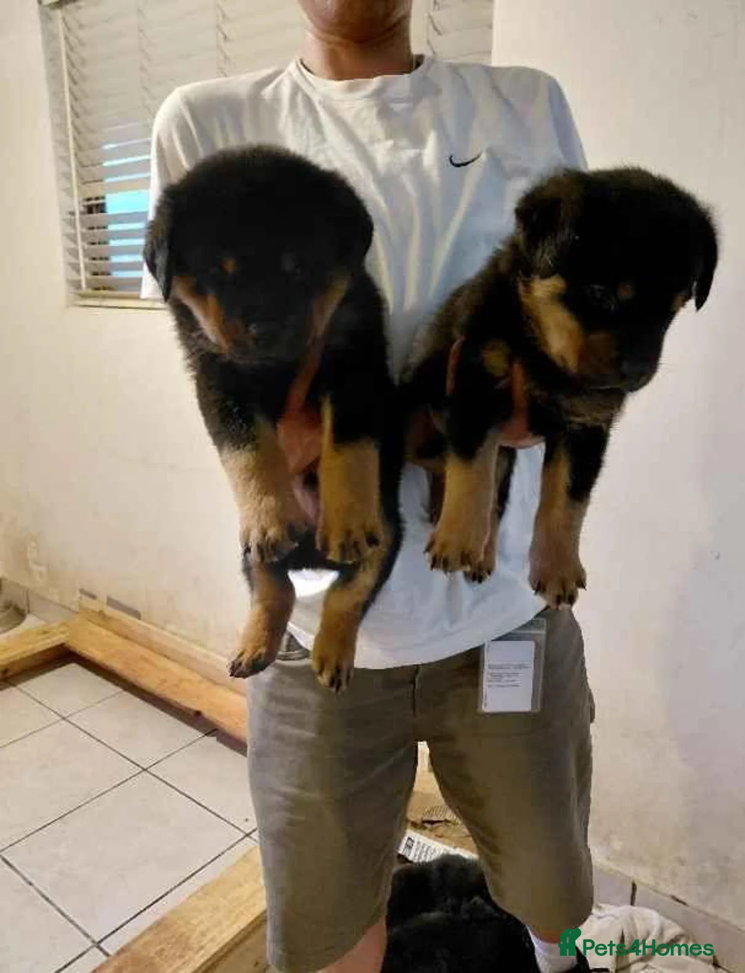 Rottweiler dogs for sale: 🥾🥾Smiling and playful🧸up to date🧸♥️🧸 - Advert 2