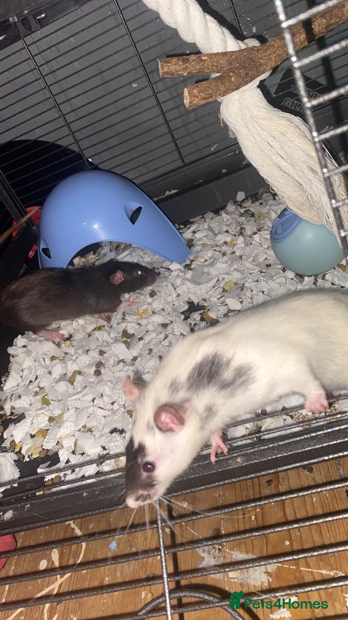 Rat rodents 2 female rats around 6 months  - Advert 2