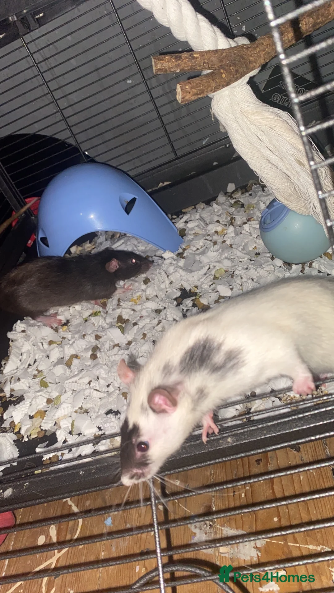 Rat rodents for sale: 2 female rats  - Advert 1