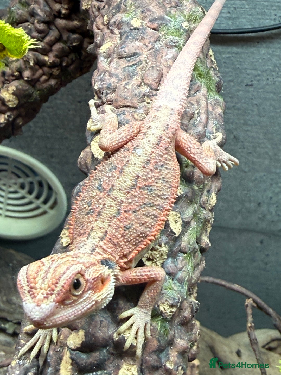 Bearded Dragon reptiles for sale: Bearded Dragons juvenile  - Advert 8