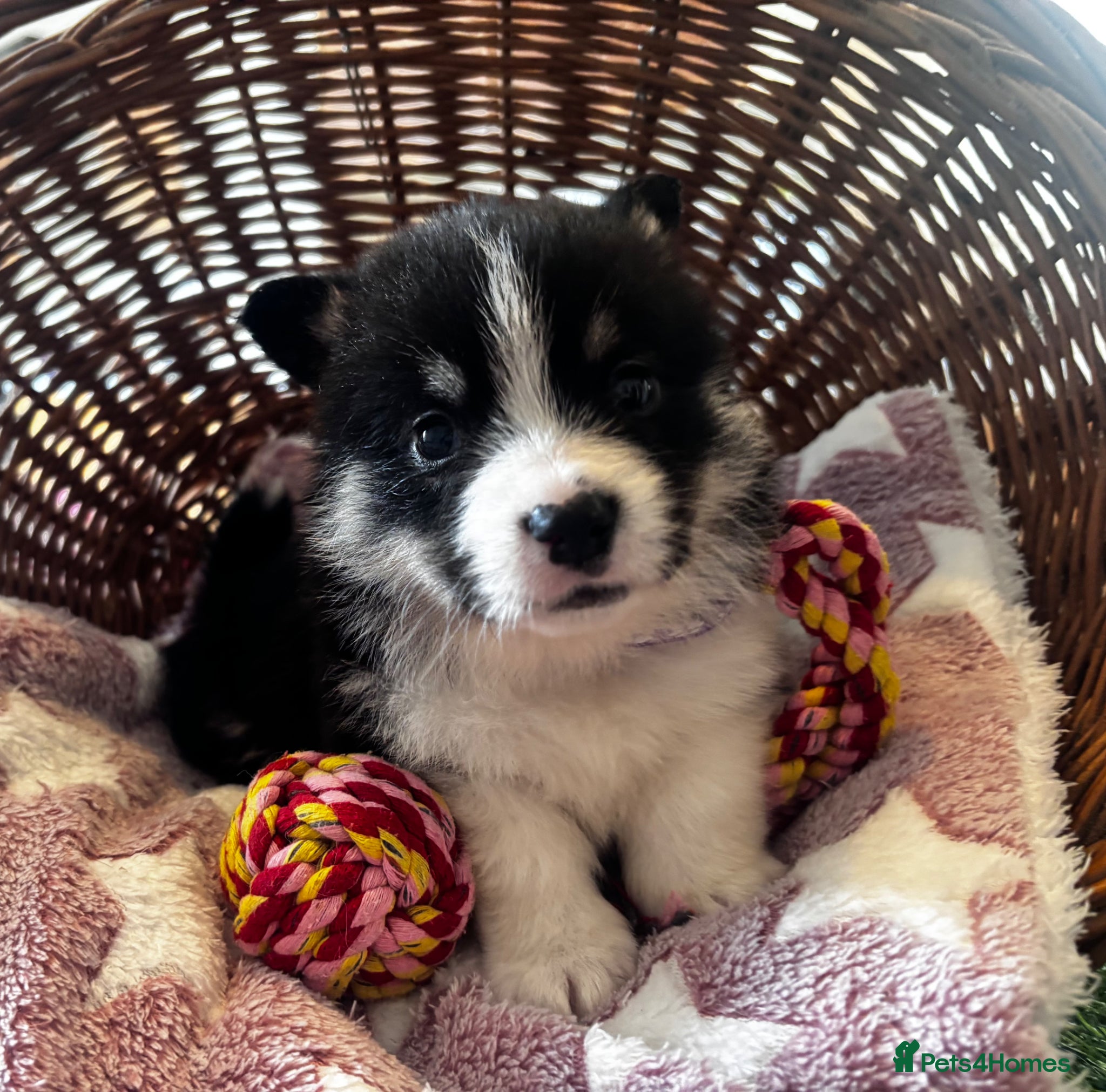 Welsh Corgi Pembroke dogs for sale: Stunning champion breed Tri Corgi Puppies  - Advert 29