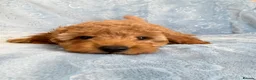 Toy Poodle dogs for sale: Beautiful health tested toy poodles  - Advert 31