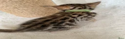Bengal cats for sale: Best Bengal kittens in the U.K.  - Advert 3