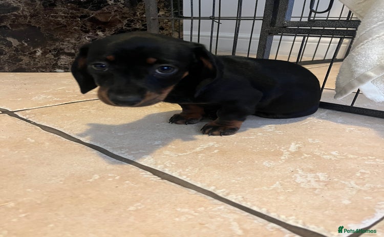 Dachshund dogs - Advert 4