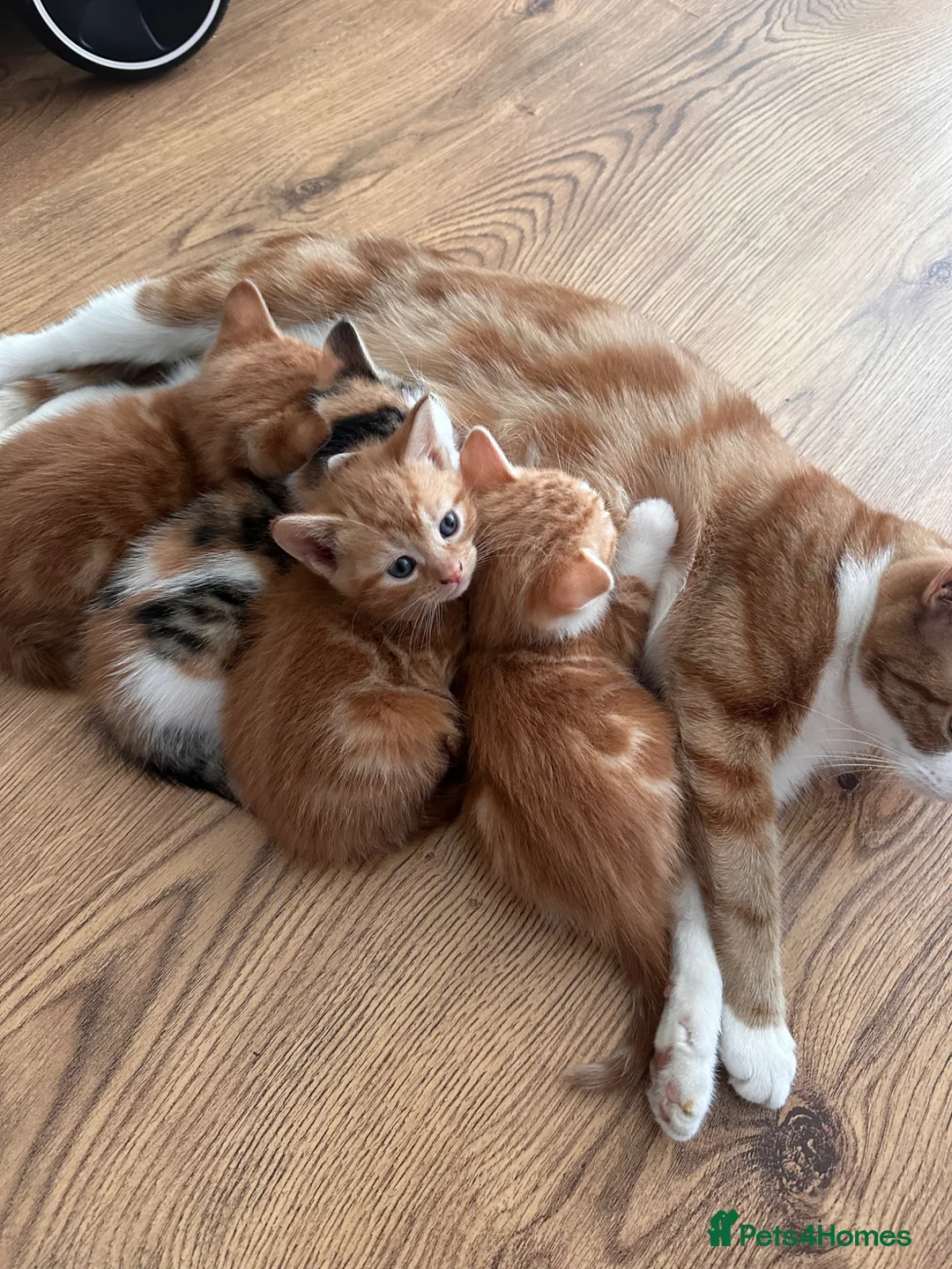 Domestic Shorthair cats for sale: Adorable Playful Kittens Looking for Loving Homes  - Advert 1