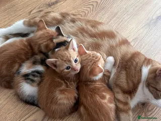 Domestic Shorthair cats Adorable Playful Kittens Looking for Loving Homes - Advert 4