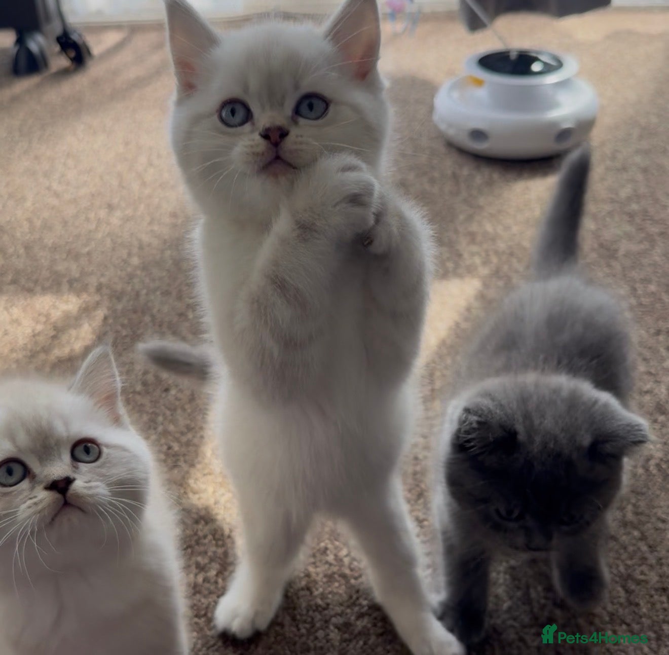Scottish Fold cats Scottish fold Kittens-Ready Now-3Beautiful Boys 🩵 - Advert 16