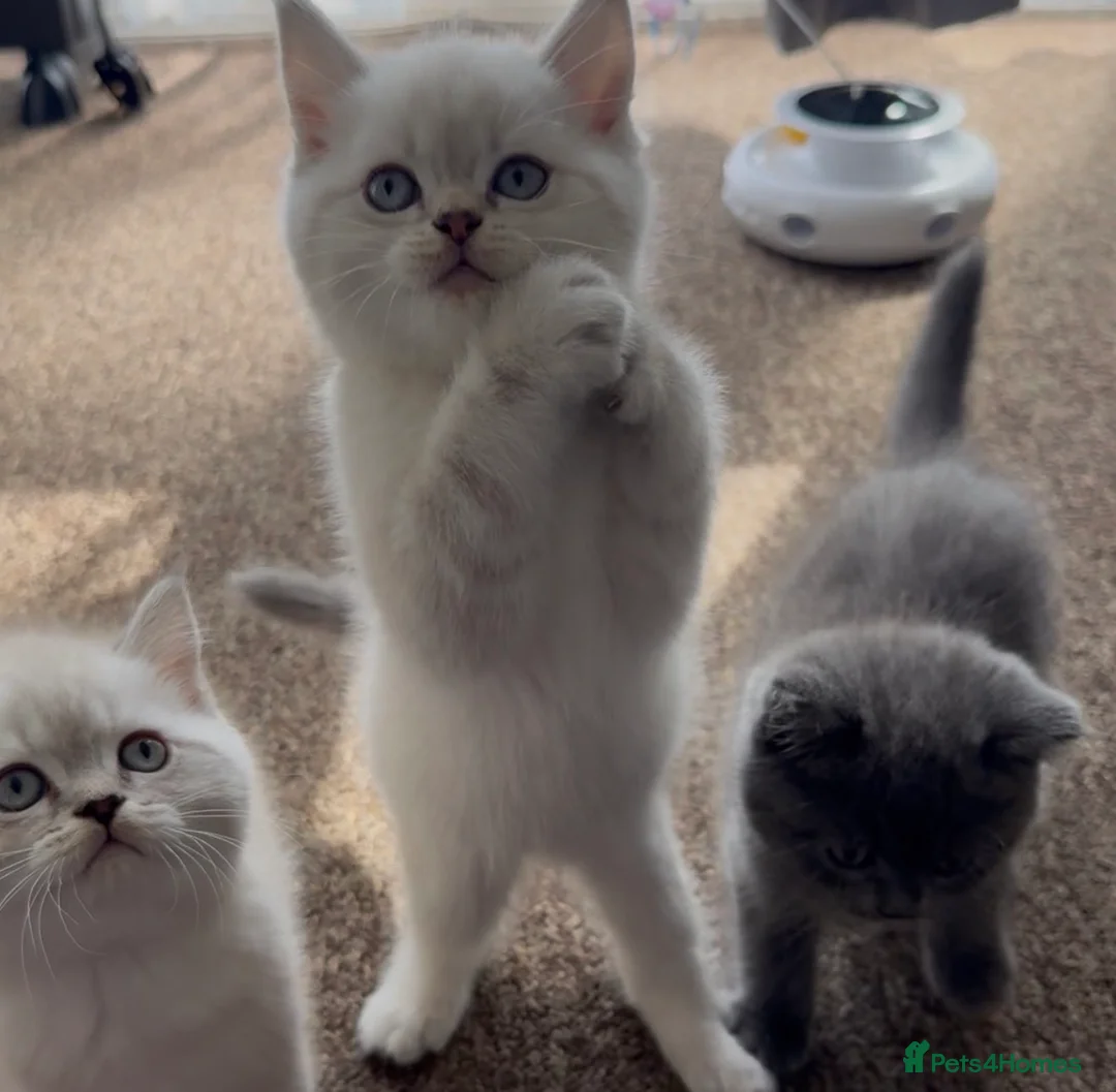 Scottish Fold cats for sale: Scottish Straight Kittens-Ready Now-2Boys 🩵 - Advert 1