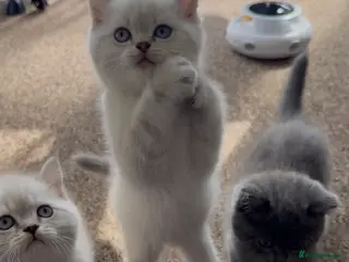 Scottish Fold cats Scottish fold Kittens-Ready Now-3Beautiful Boys 🩵 - Advert 16