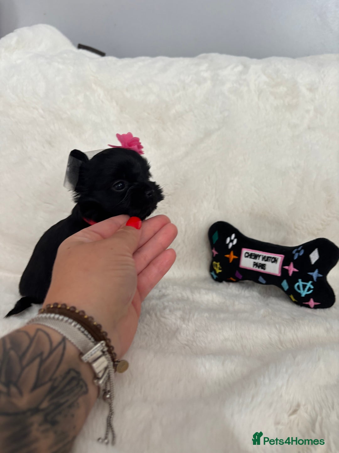 Yorkshire Terrier dogs for sale: Yorkshire terrier Tea cup puppies 480g at 8 weeks - Image 5