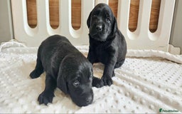 Labrador Retriever dogs for sale: 7 STUNNING BLACK LABRADOR PUPPIES - Image 9