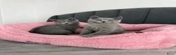 British Shorthair cats for sale: British shorthair kittens - Advert 9