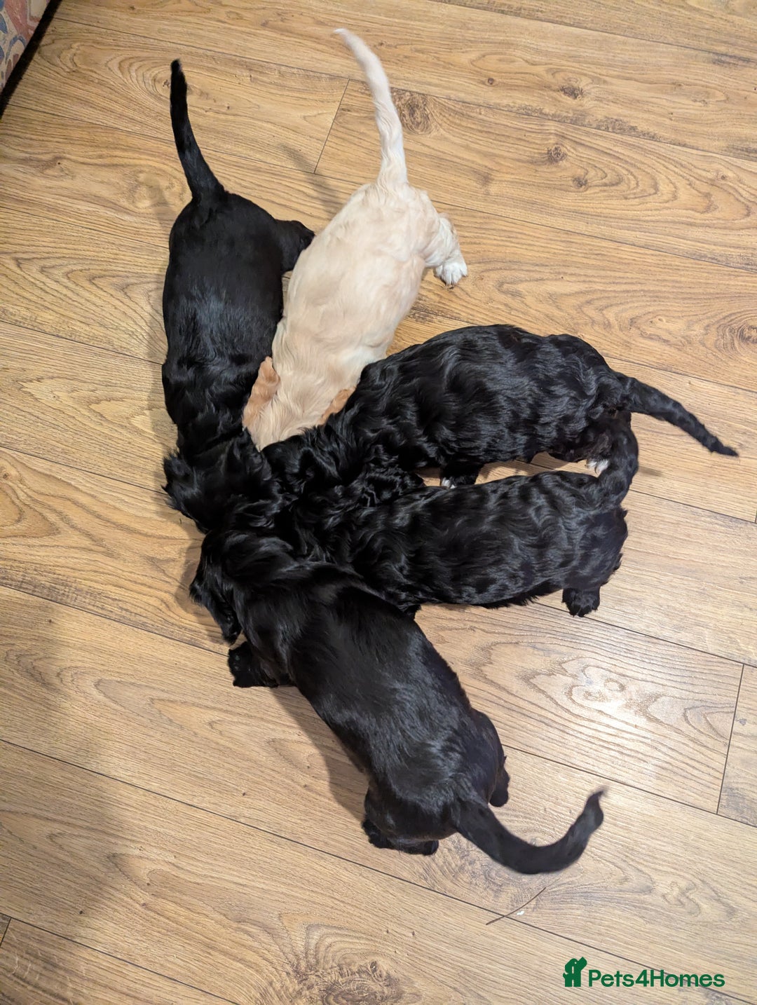 Cocker Spaniel dogs for sale: Working Cocker Spaniel puppies - Advert 14