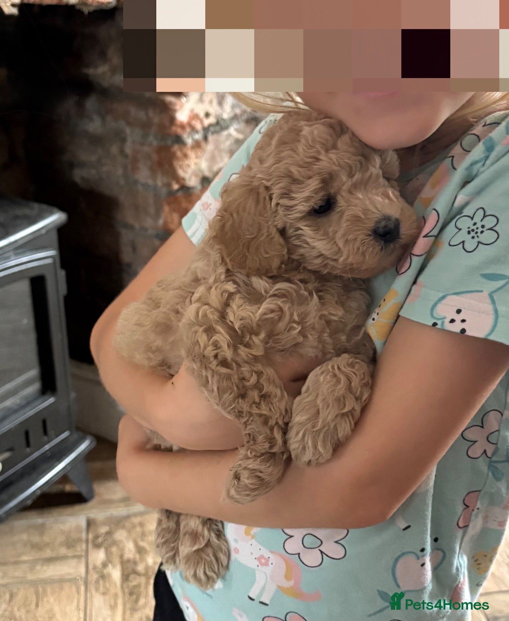 Cavapoo dogs Cavapoo puppies 1 Boy 1 Girl Left ❤️  - Advert 7
