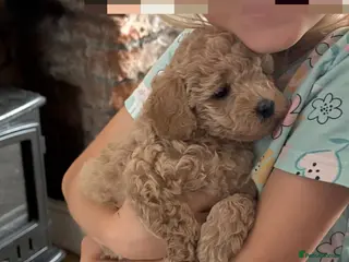 Cavapoo dogs Cavapoo puppies 1 Boy 1 Girl Left ❤️ - Advert 7