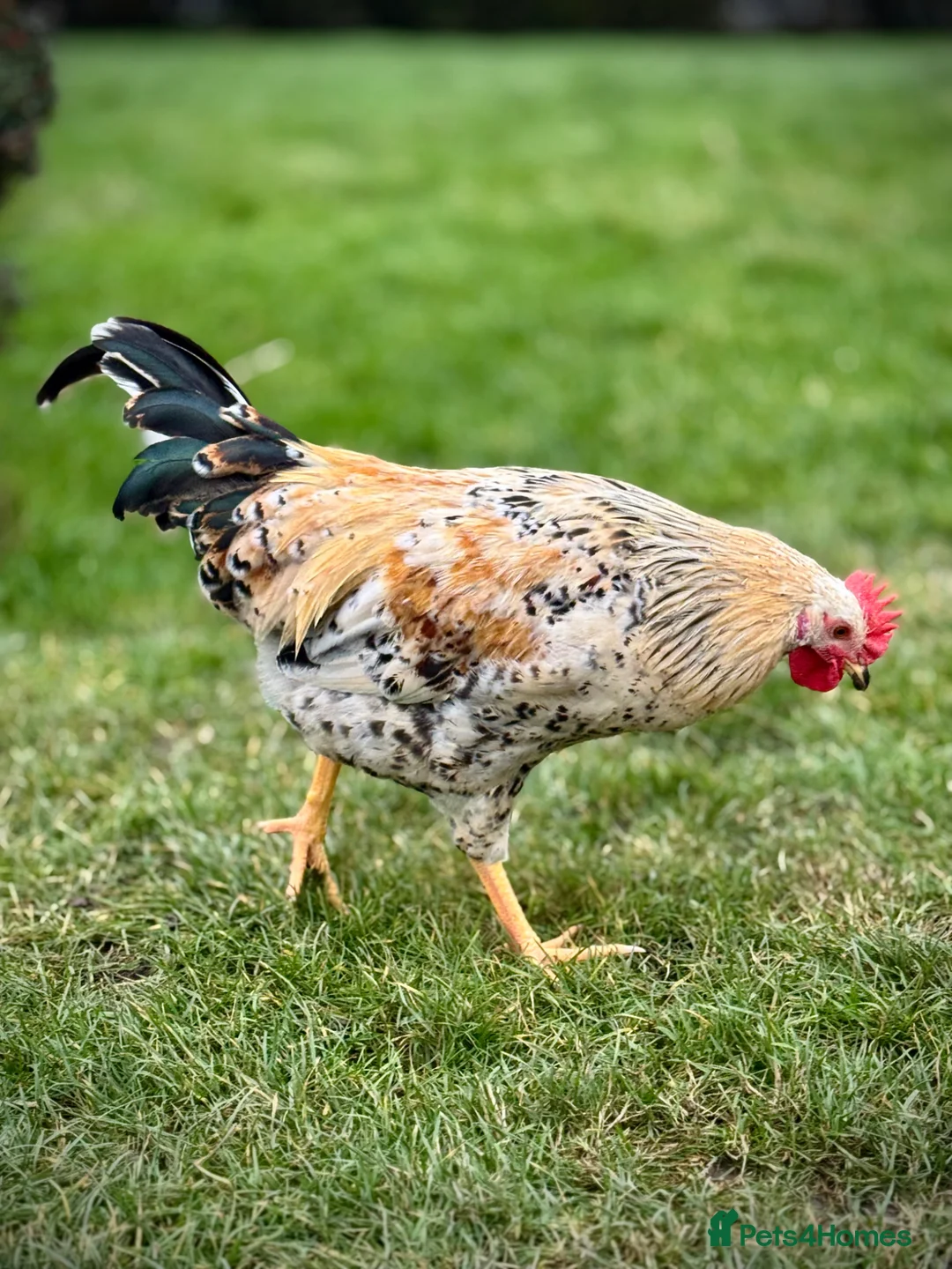 Chickens poultry for sale: Pure Swedish flower hen cockerel - Advert 2