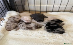 Pomeranian dogs for sale: BEAUTIFUL POMERANIAN PUPPIES  - Image 1