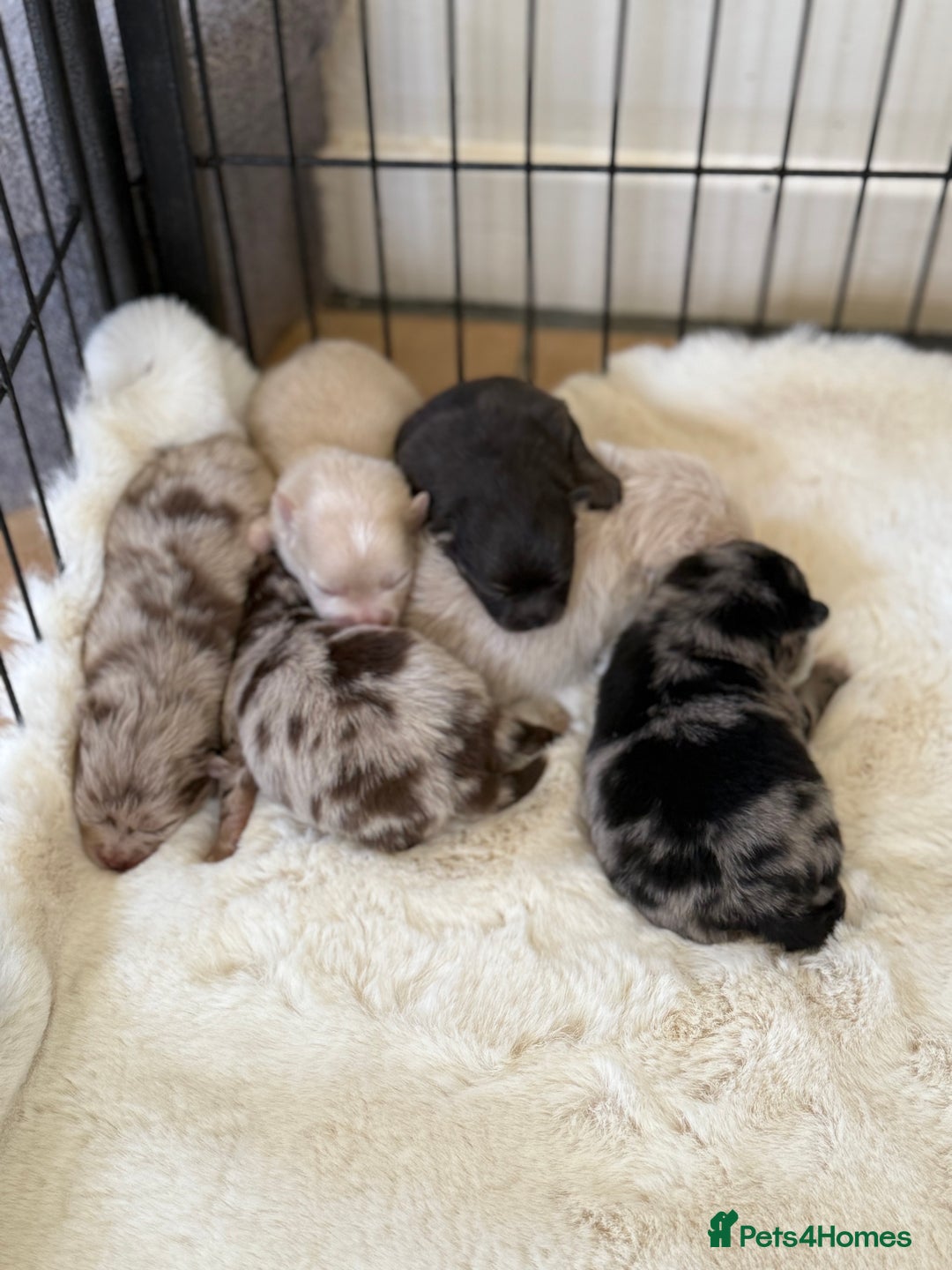 Pomeranian dogs for sale: BEAUTIFUL POMERANIAN PUPPIES  - Image 1