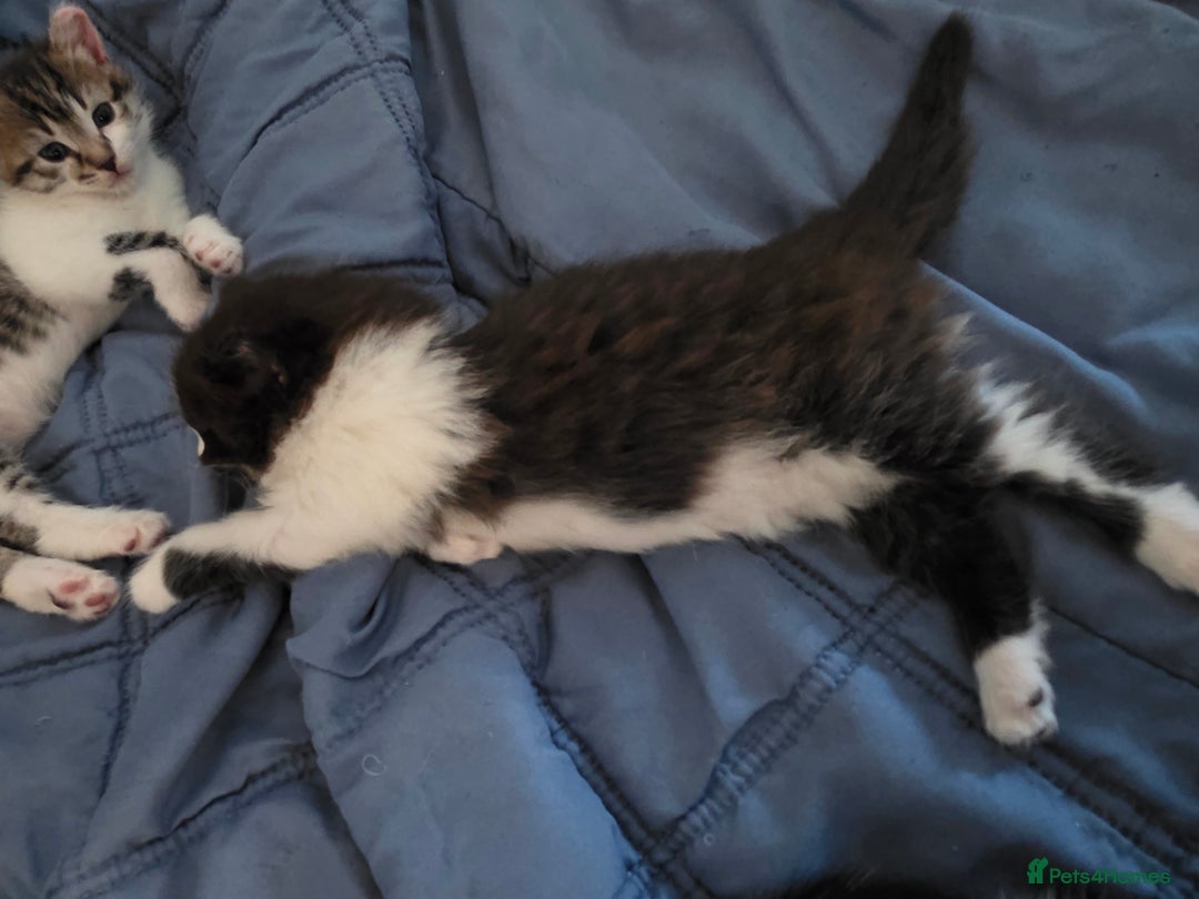 Mixed Breed cats for sale: 3 adorable kittens. Mum is half ragdoll - Advert 11