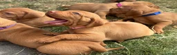 Hungarian Vizsla dogs for sale: Adorable Hungarian Vizsla Pups in Southport - Advert 1