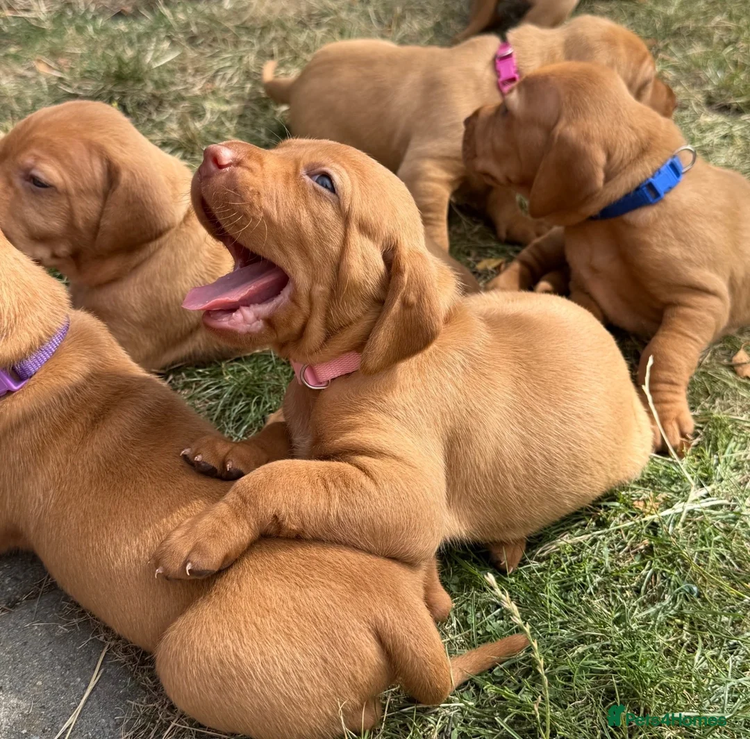 Hungarian Vizsla dogs for sale: Adorable Hungarian Vizsla Pups in Southport - Advert 1