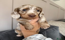 Miniature Dachshund dogs for sale: 2 beautiful mini daxi pups - Image 5