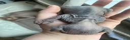 Sphynx cats for sale: Sphinx babies - Advert 13
