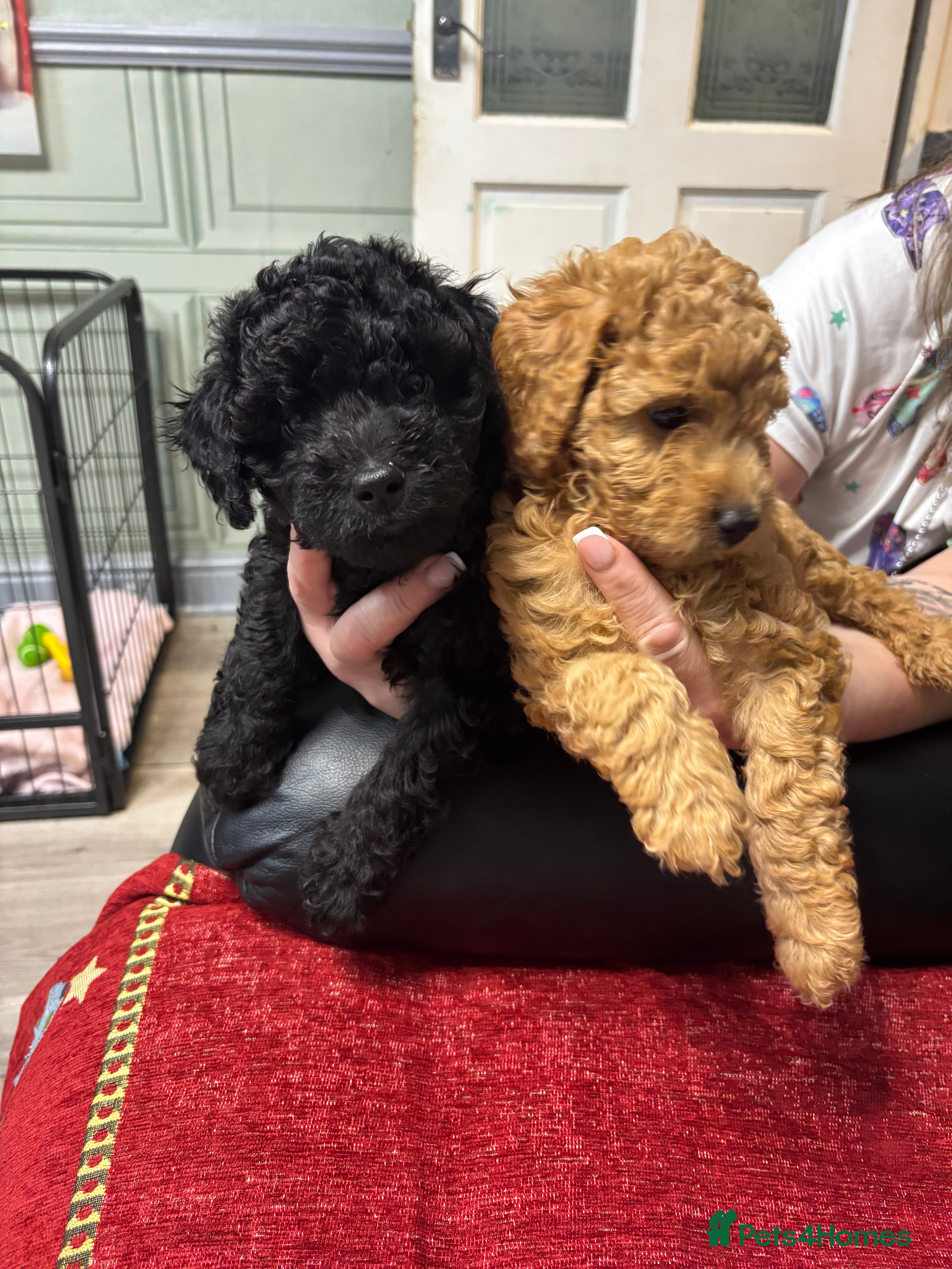 Cavapoo dogs F1B Cavapoo - Advert 9