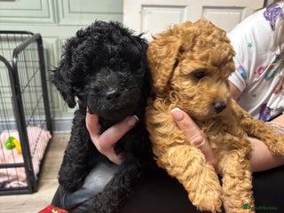 Cavapoo dogs F1B Cavapoo - Advert 5