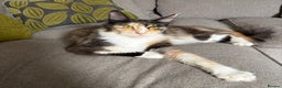 Maine Coon cats for sale: Gorgeous TICA female Maine coon - Advert 4