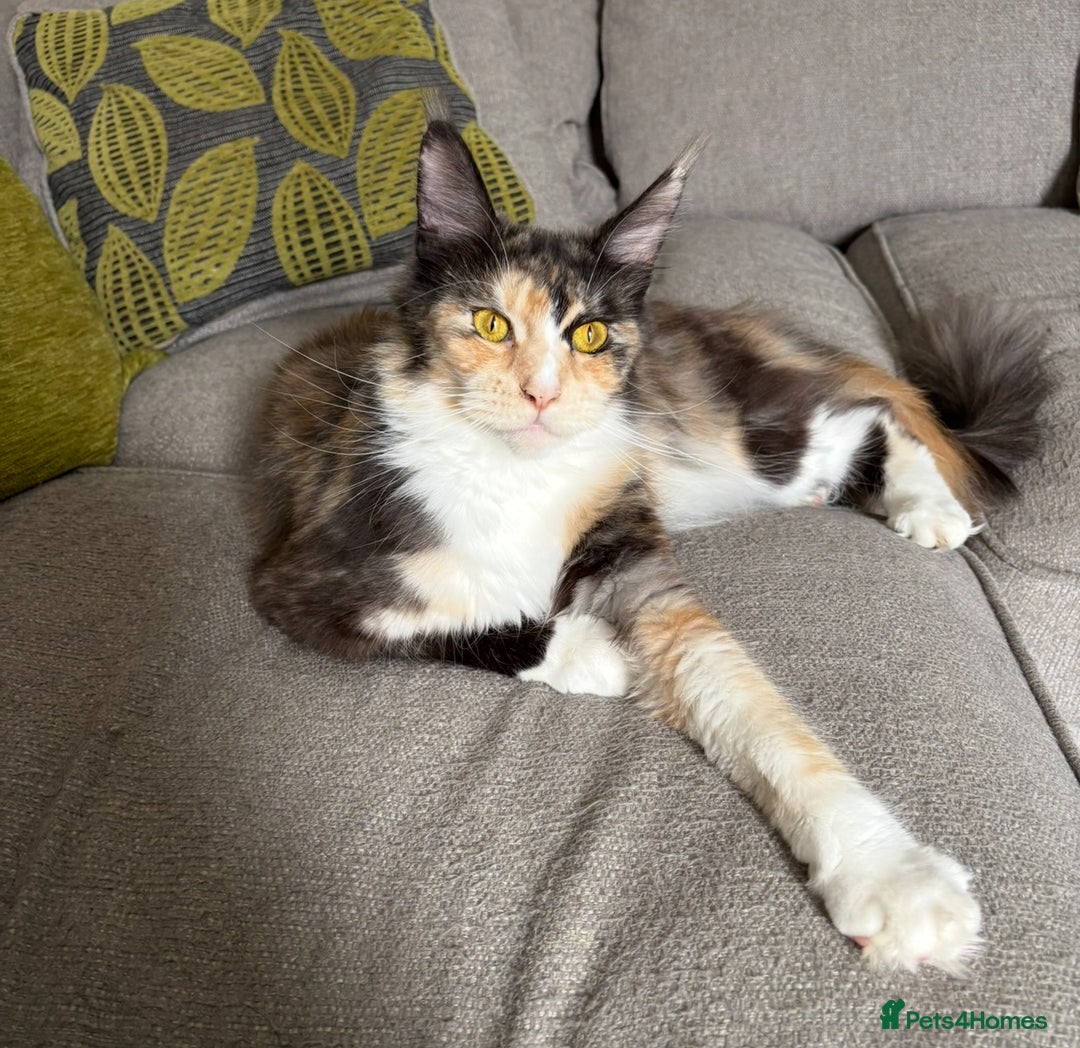 Maine Coon cats for sale: Gorgeous TICA female Maine coon - Image 4