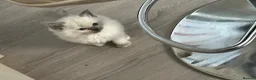 Ragdoll cats for sale: 2 female ragdoll kittens - Advert 5