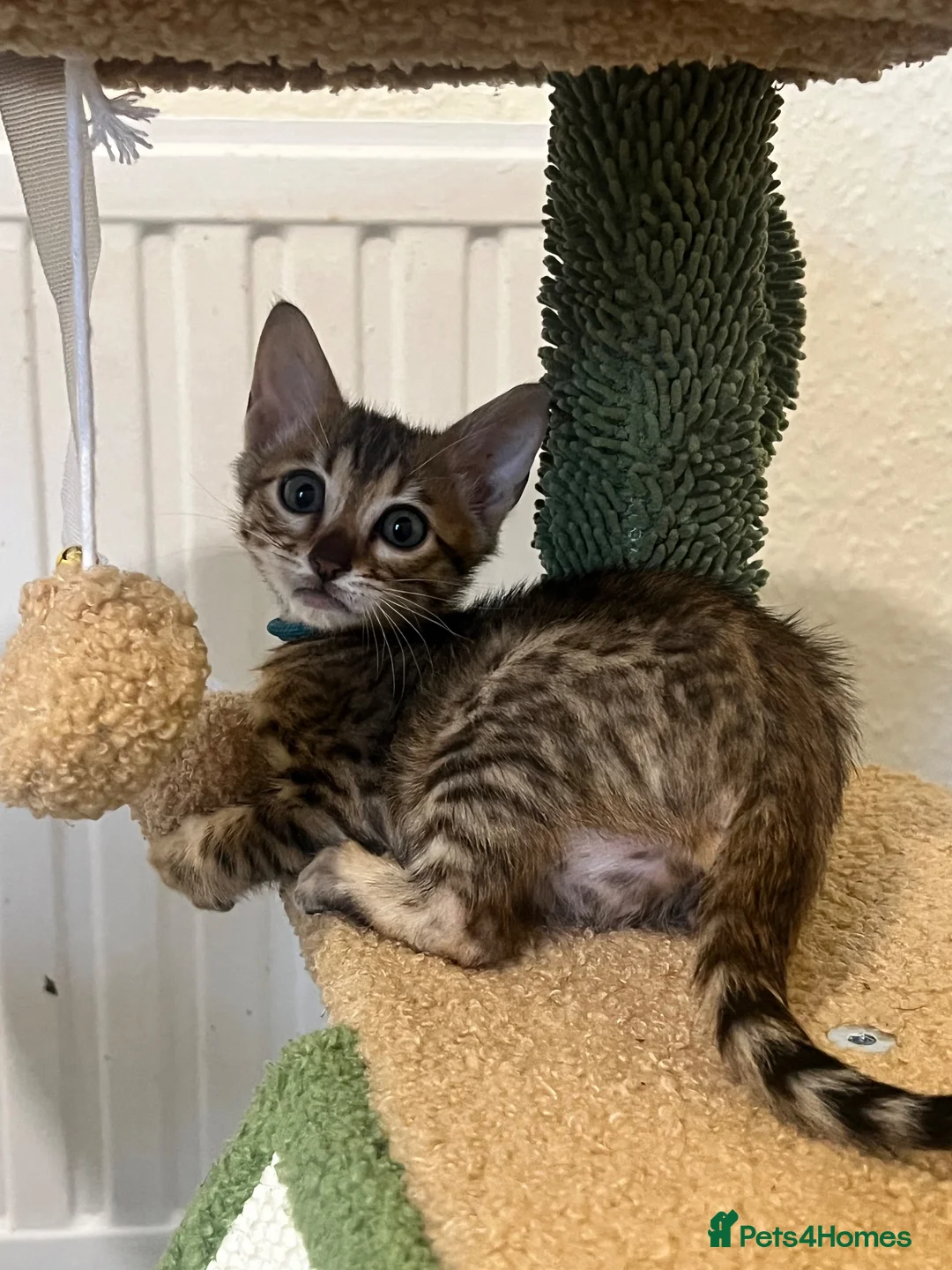 Bengal cats for sale: 🐆 Exceptional F5Bengal Kittens EgyptianBloodline  - Advert 2