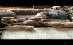 Poochon dogs for sale: Poochon pups for sale  - Image 5
