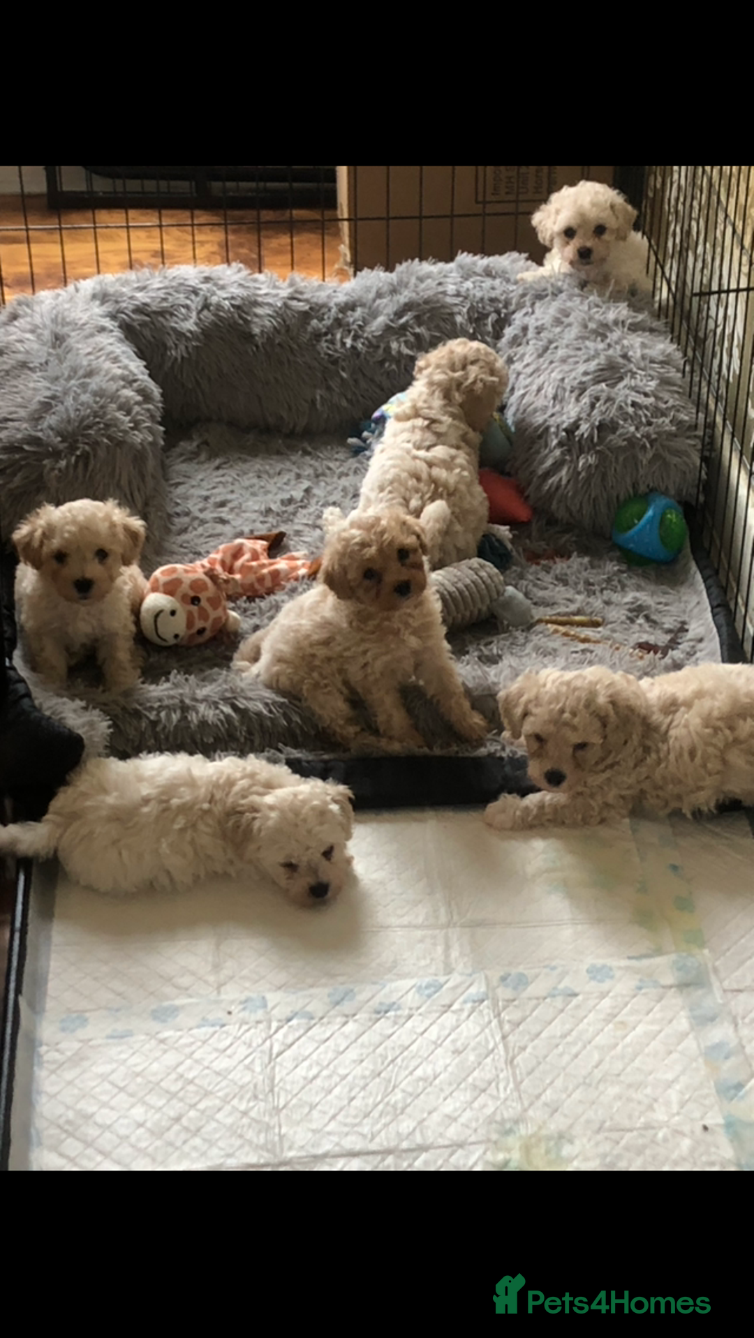 Poochon dogs for sale: Poochon pups for sale  - Image 5