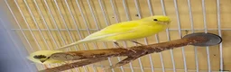 Canaries birds for sale: Beautiful canaries - Advert 11