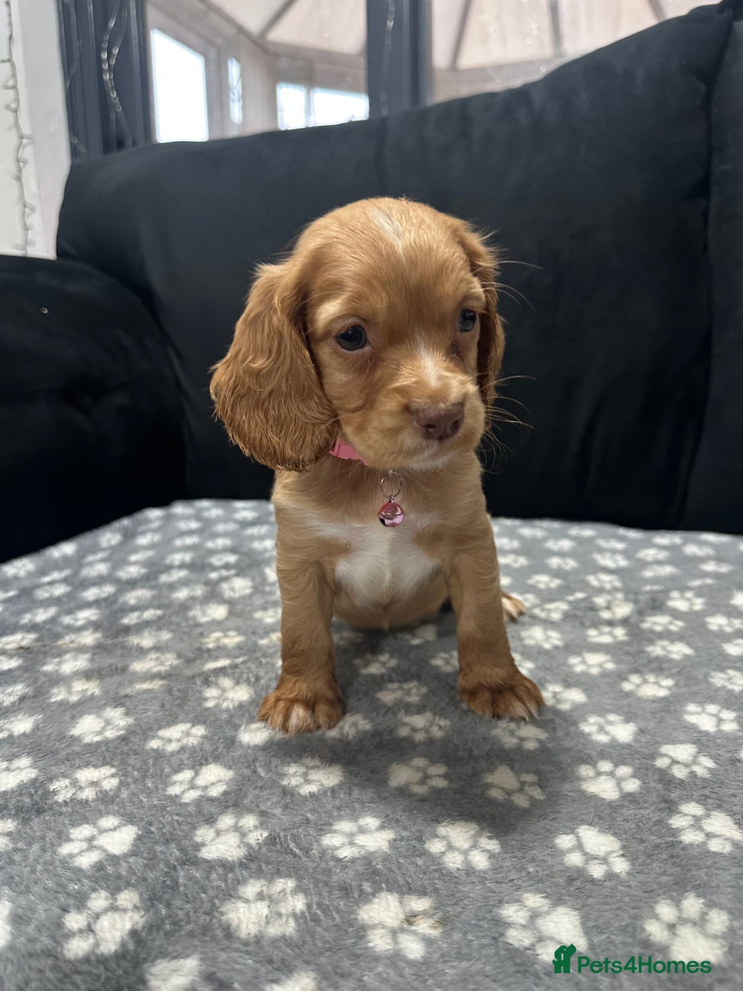 Cocker Spaniel dogs for sale: 3 beautiful cocker spaniel puppies left  - Advert 26