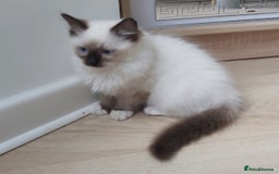 Ragdoll cats for sale: RAGDOLL SEAL POINT BLUE EYES READY NOW! - Image 23